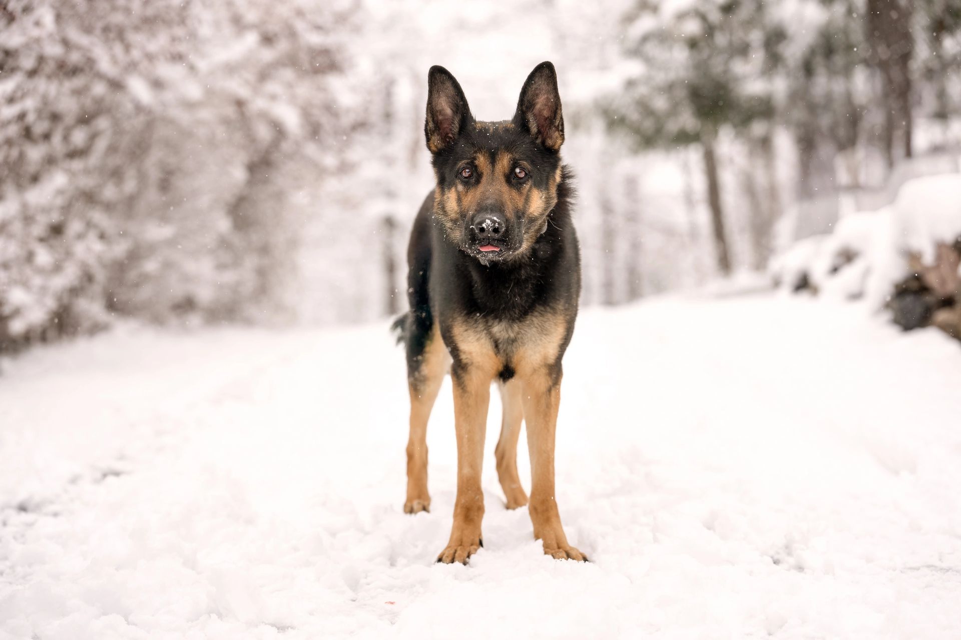 Winter pet portrait in snowy landscape